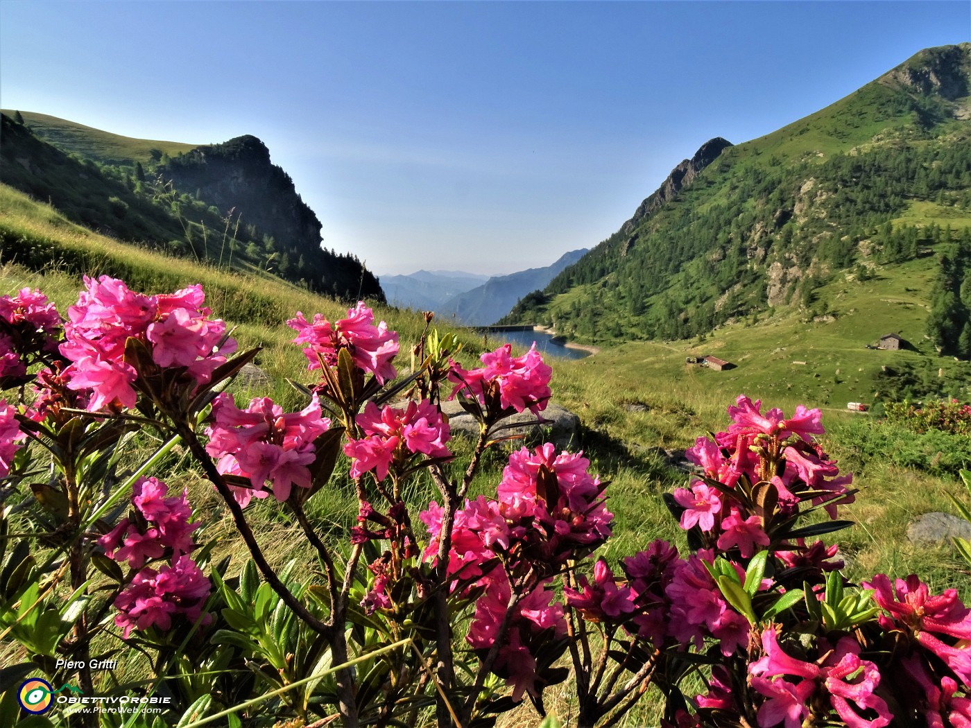 13 Rhododendron ferrugineum (Rododendro rosso) con Lago di Valmora e Monte Mincucco a dx.JPG